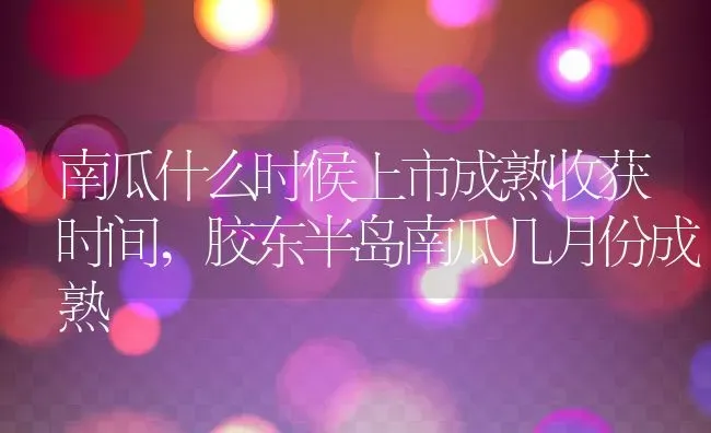 南瓜什么时候上市成熟收获时间,胶东半岛南瓜几月份成熟 | 养殖常见问题
