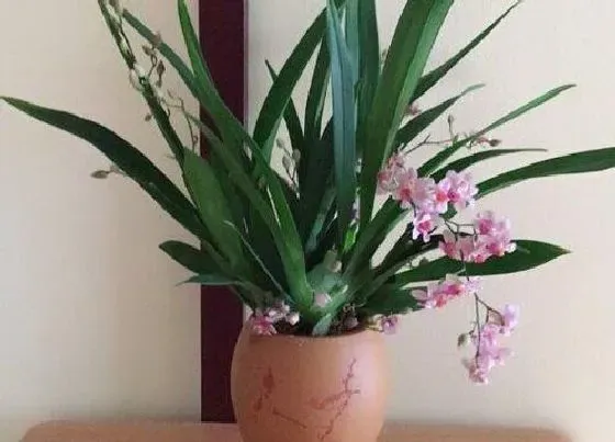 植物常识问题|兰花老芦头捂出新芽后怎么施肥