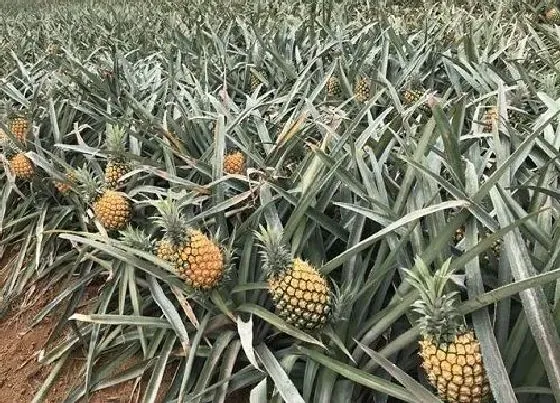 植物常识问题|菠萝长在树上还是地上 长在哪里（图片）