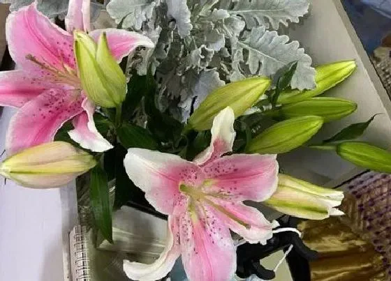 植物常识问题|百合花能吃吗 新鲜百合花的食用方法与好处