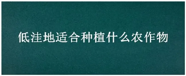低洼地适合种植什么农作物 | 农业问题