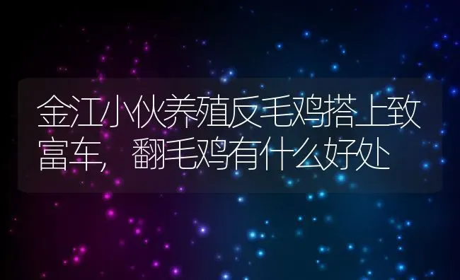 金江小伙养殖反毛鸡搭上致富车,翻毛鸡有什么好处 | 养殖常见问题