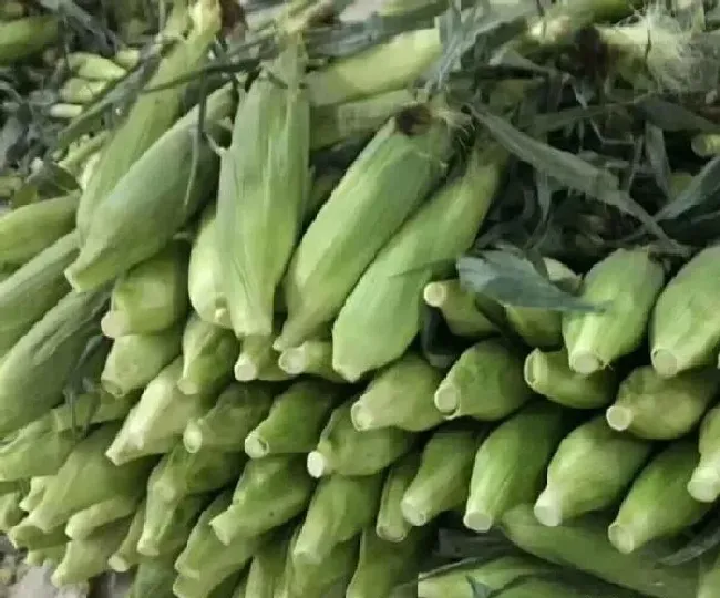 植物常识问题|磷酸二氢钾喷施玉米有效果吗（什么时间喷洒作用最好）
