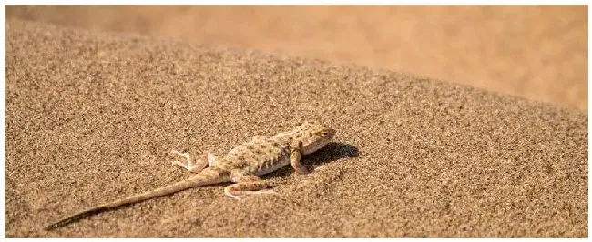 房间壁虎怎么驱赶 | 农业答疑