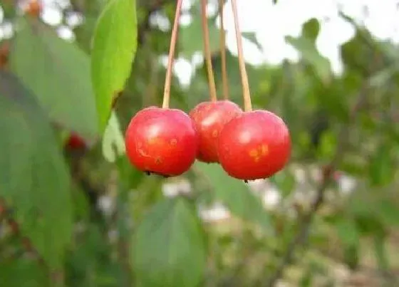 植物常识问题|家门前种什么树比较旺财 家门口栽什么树镇宅风水好