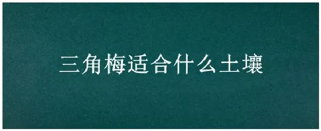 三角梅适合什么土壤 | 三农答疑