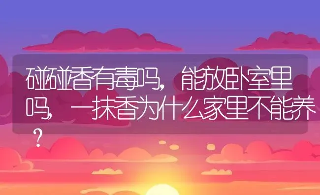 碰碰香有毒吗，能放卧室里吗,一抹香为什么家里不能养？ | 养殖常见问题