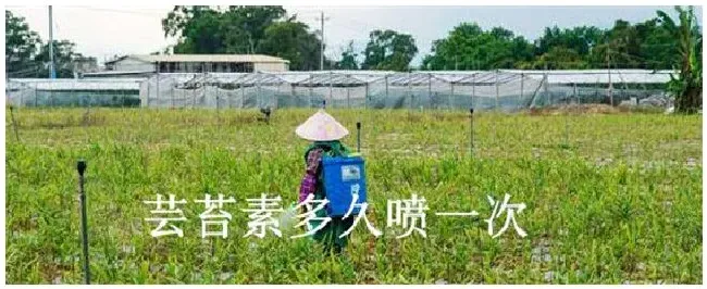 芸苔素多久喷一次 | 三农答疑