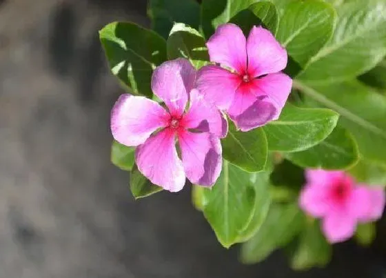 植物常识问题|长春花如何养护枝繁叶茂花开不断