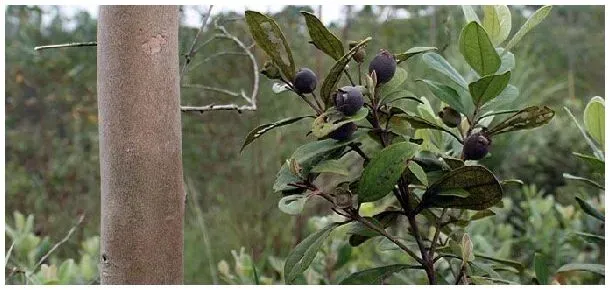 稔子种植多久才挂果 | 农业问题