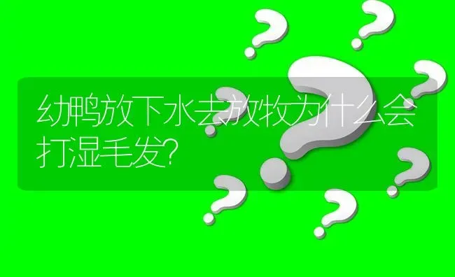 幼鸭放下水去放牧为什么会打湿毛发? | 养殖问题解答