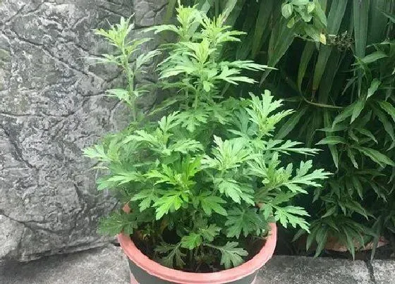 植物常识问题|茵陈与艾草的区别图片