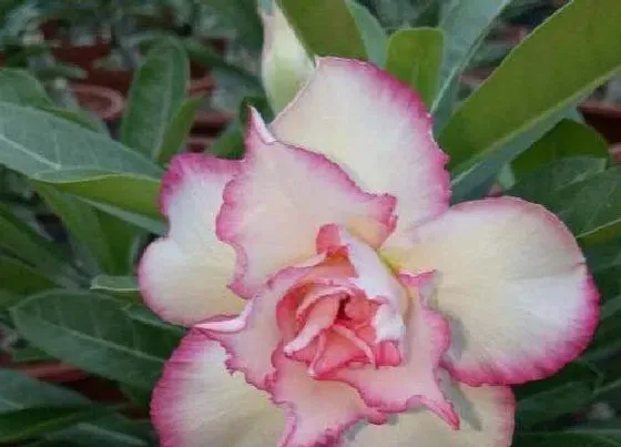 植物常识问题|夏季如何养沙漠玫瑰下次开花才会更快更多