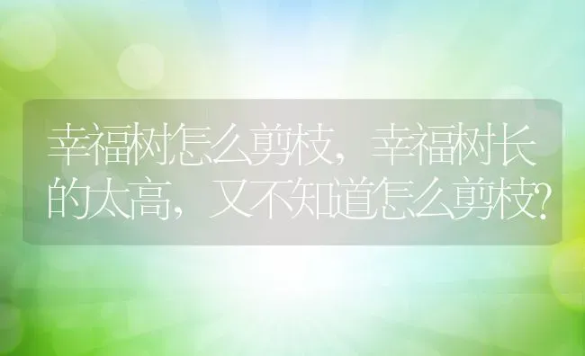 幸福树怎么剪枝,幸福树长的太高，又不知道怎么剪枝？ | 养殖常见问题