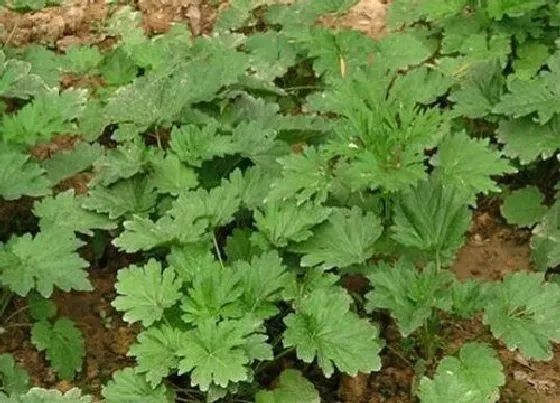 植物常识问题|前景好的十大种植作物不愁销路 种什么作物经济价值高