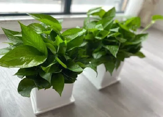 植物常识问题|绿萝养护一定要避免的三大错误