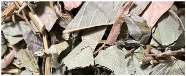 铜钱草种子如何种植 | 科普知识