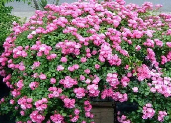 植物常识问题|冬季怎么养月季能开爆盆