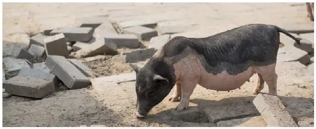 母猪产后便秘不吃食有什么办法 | 三农答疑