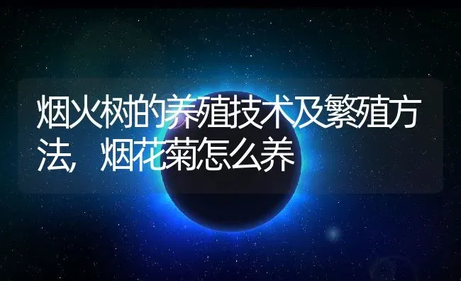 烟火树的养殖技术及繁殖方法,烟花菊怎么养 | 养殖常见问题