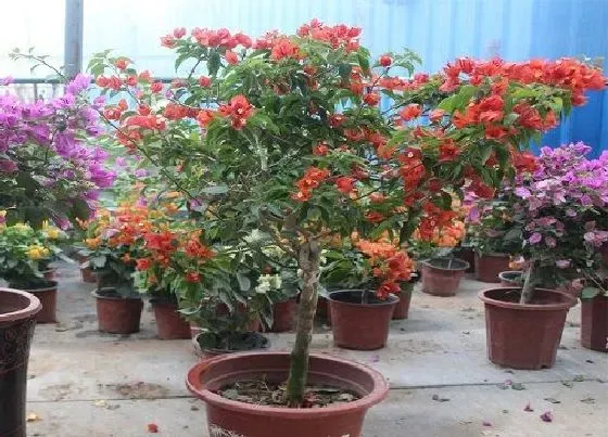 植物常识问题|三角梅换盆有哪些需要注意的事项