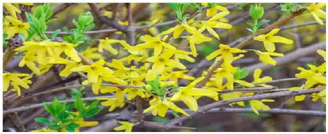 迎春花什么时候剪枝 | 科普知识