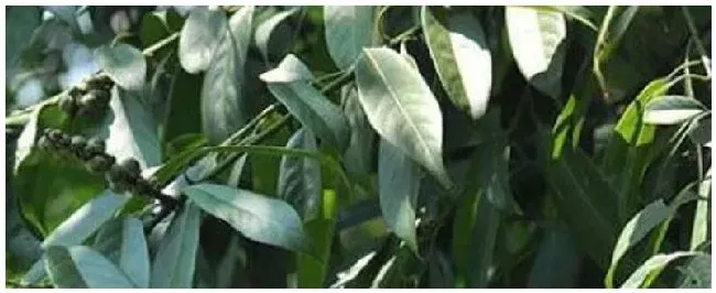 柯是什么树 | 科普知识