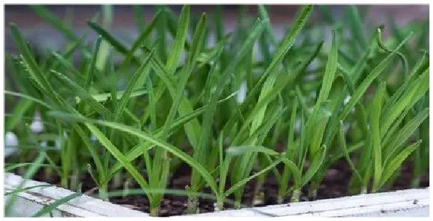 韭菜种植时间及方法 | 农业答疑