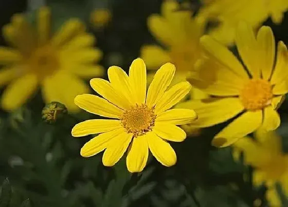 植物常识问题|小雏菊对猫咪有毒吗（家里有猫能养小雏菊吗）