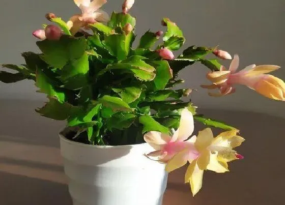 植物常识问题|蟹爪兰叶片薄难开花怎么办