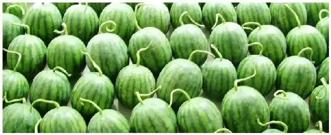 西瓜种植的注意事项 | 三农问答