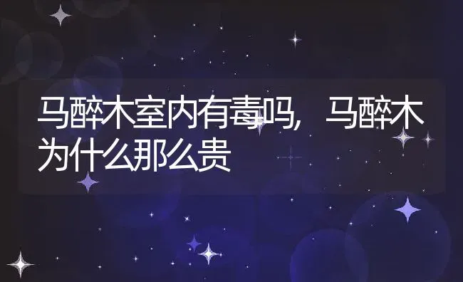 马醉木室内有毒吗,马醉木为什么那么贵 | 养殖常见问题