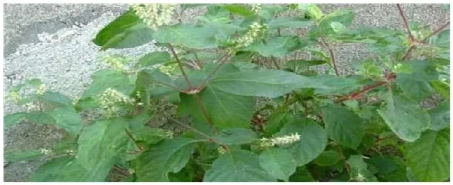 牛膝种植技术 | 生活常识