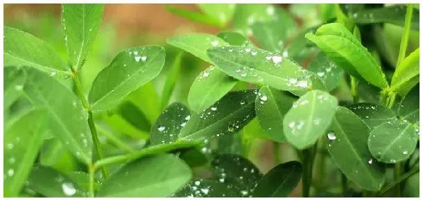 花生苗后除草剂什么时候打 | 科普知识