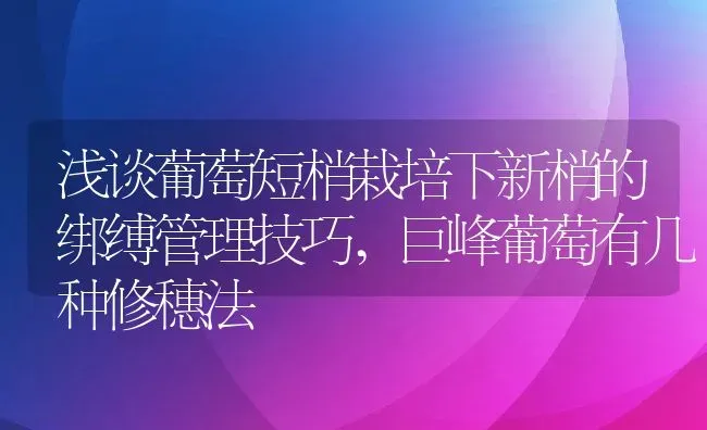 浅谈葡萄短梢栽培下新梢的绑缚管理技巧,巨峰葡萄有几种修穗法 | 养殖常见问题