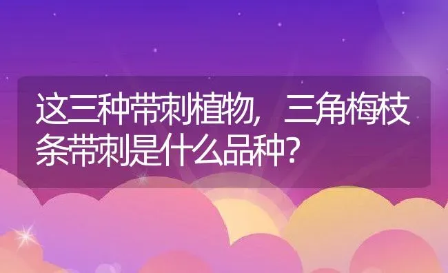 这三种带刺植物,三角梅枝条带刺是什么品种？ | 养殖常见问题