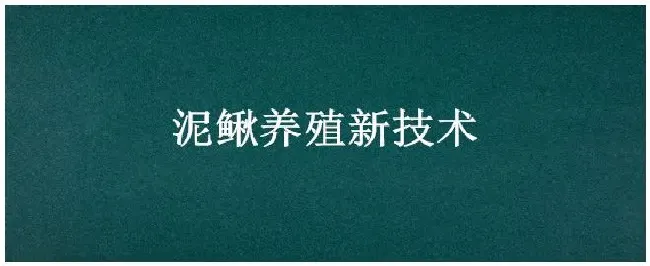 泥鳅养殖新技术 | 农业答疑