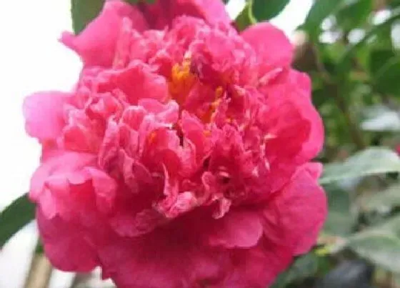 植物常识问题|茶花生长新芽时如何养护新枝壮实花苞多