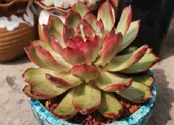 植物常识问题|多肉室内养护如何避免感染病虫害