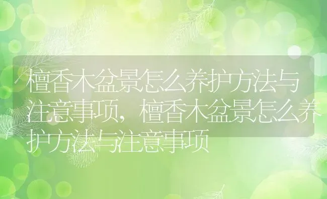 檀香木盆景怎么养护方法与注意事项,檀香木盆景怎么养护方法与注意事项 | 养殖常见问题