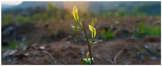 新树苗种植注意事项 | 三农问答
