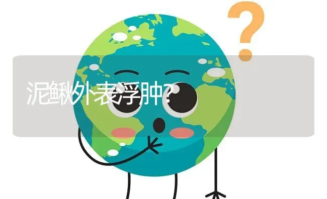 泥鳅外表浮肿? | 养殖问题解答