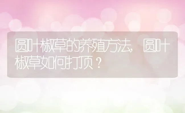 圆叶椒草的养殖方法,圆叶椒草如何打顶？ | 养殖常见问题