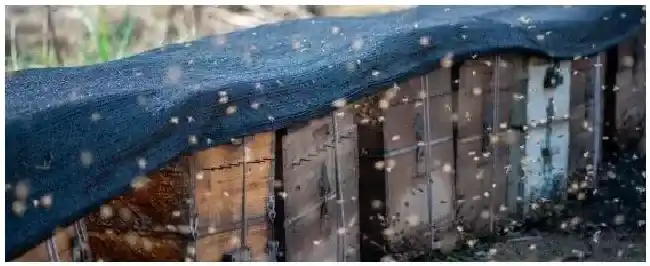 中蜂七月份可以取蜜吗 | 生活常识