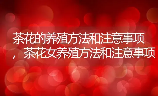 茶花的养殖方法和注意事项,茶花女养殖方法和注意事项 | 养殖常见问题