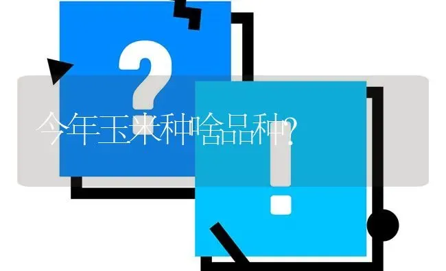 今年玉米种啥品种? | 养殖问题解答