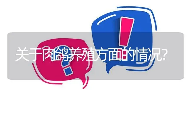 关于肉鸽养殖方面的情况? | 养殖问题解答