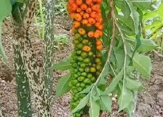 植物常识问题|前景好的十大种植作物不愁销路 种什么作物经济价值高