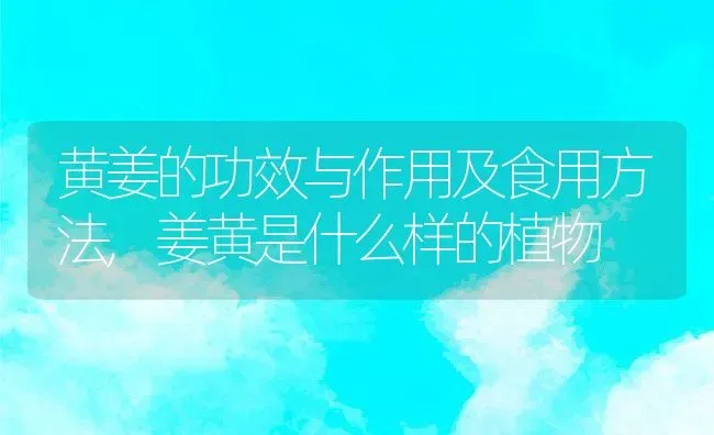 黄姜的功效与作用及食用方法,姜黄是什么样的植物 | 养殖常见问题