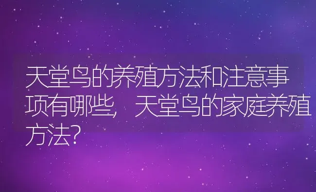 天堂鸟的养殖方法和注意事项有哪些,天堂鸟的家庭养殖方法？ | 养殖常见问题